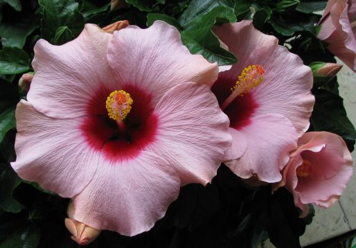 Hibiscus sin. "adonicus rosa" - ibišek pokojový, 4denní