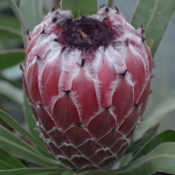 protea cynaroides " mayday"