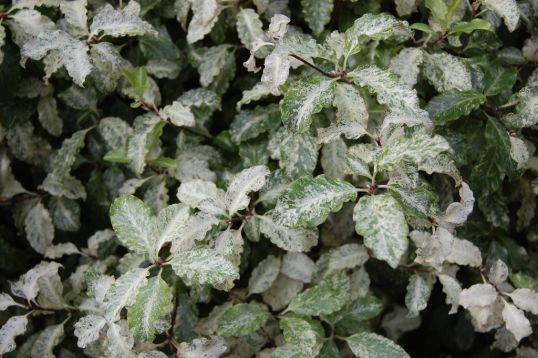 pittosporum tenuifolium " irene patterson"