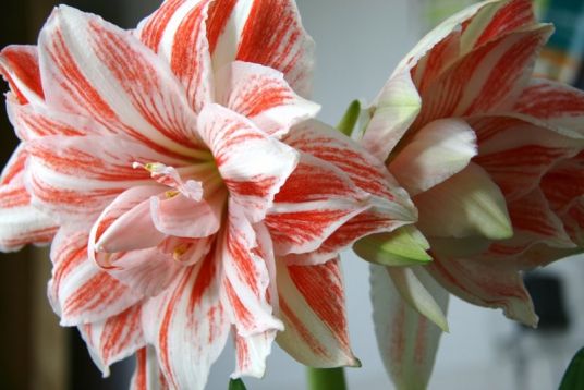 hippeastrum " dancing queen" - hvězdník, nesprávně amarylis