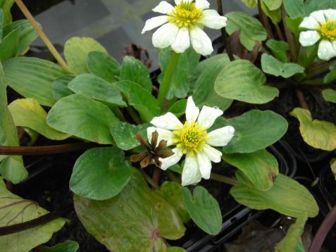 caltha palustris leptopetala - blatouch
