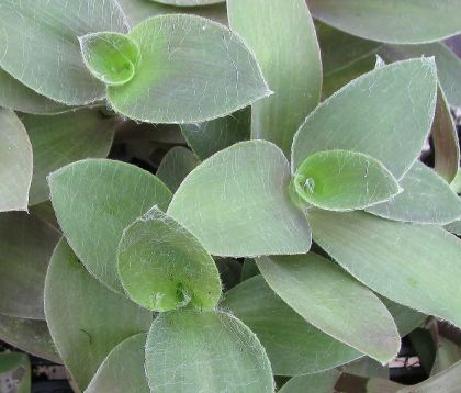 tradescantia pallida "pale puma"