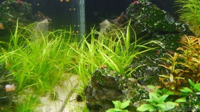 juncus repens - sítina plazivá