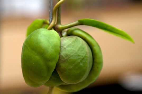 hoya darwinii