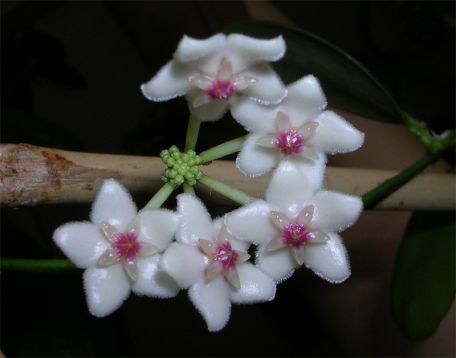 hoya pseudo-littoralis