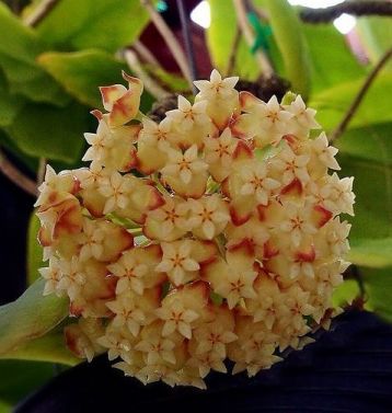 hoya incrassata