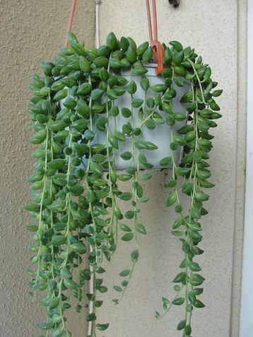 senecio herreianus