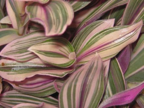 tradescantia " pink furry leaf"