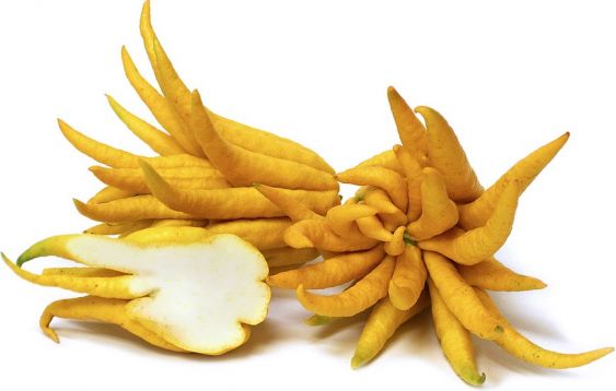 citrus medica var. sarcodactylis, Budhova ruka