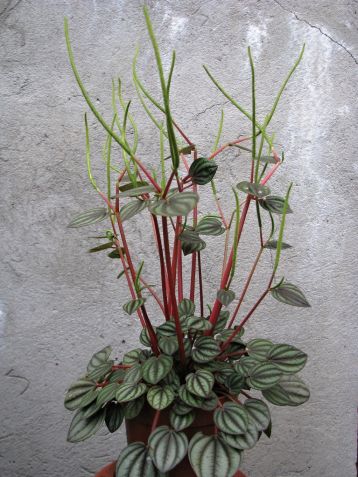 peperomia "picolo banda"