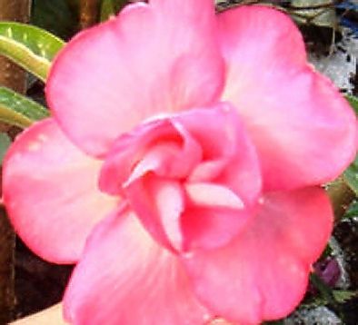 adenium obesum " nam whan"