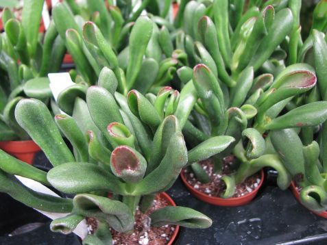 crassula ovata "giant hobbit"