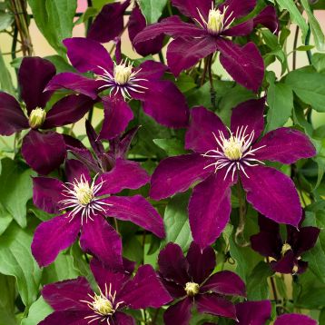 clematis "niobe"