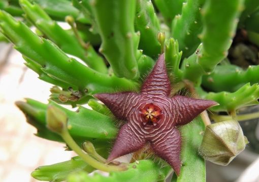 stapelia scitula