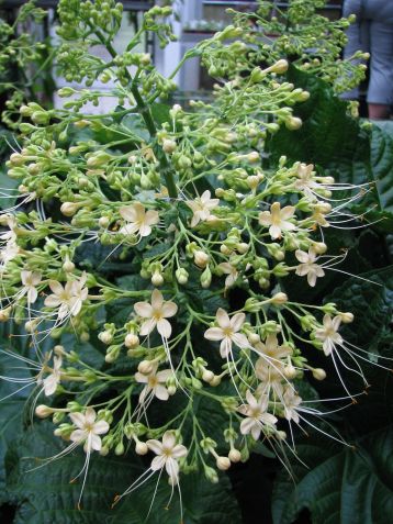 Clerodendrum pan. "yellow pagoda"