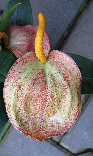 anthurium scherzerianum " amaretti"