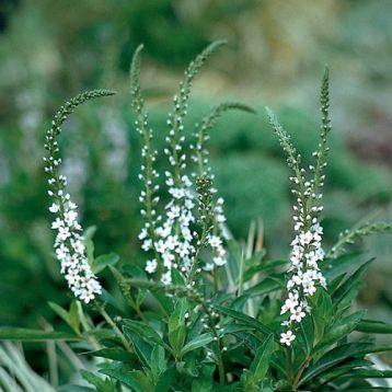 lysimachia clethroides "autumn snow" - vrbina