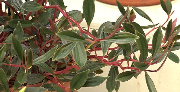 peperomia flexicaulis