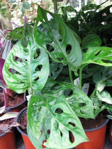 philodendron "monkey mask"