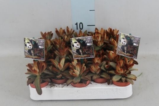 kalanchoe tomentosa " dorothy brown"