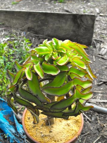 kalanchoe prolifera