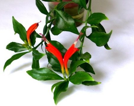 aeschynanthus radicans "mira"