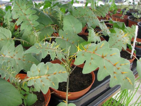 solanum pyracantha