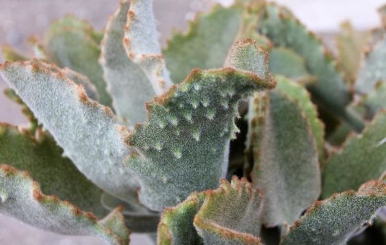 kalanchoe beharensis "fang"