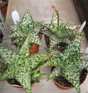 aloe alfonsina