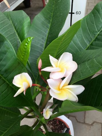 plumeria "hawaiian opal pink"