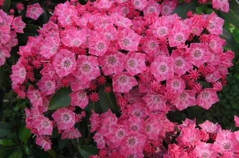 kalmia latifolia " beacon"