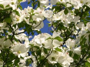 cornus florida "Cherokee princess"