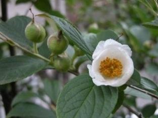 stewartia pseudocamellia
