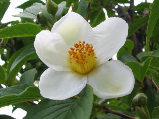 stewartia pseudocamellia