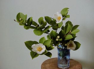 stewartia pseudocamellia