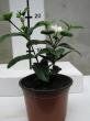 Wrightia antidysenterica "snowflake"