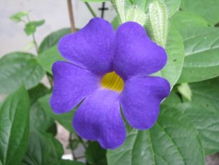 thunbergia batiscombei - černooká zuzana modrá