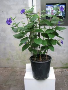 thunbergia batiscombei - černooká zuzana modrá