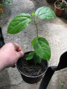 thunbergia batiscombei - černooká zuzana modrá