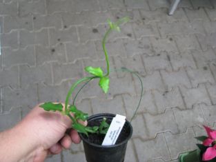 ceropegia sandersonii, african parachute