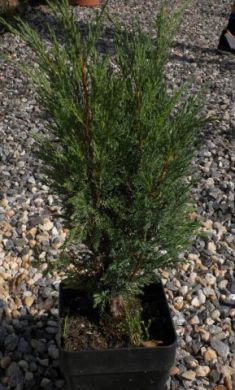 juniperus sabina "buffalo" - jalovec chvojka
