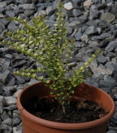 lonicera nitida "twiggy" - zimolez lesklý