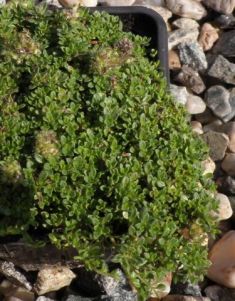 Thymus serphyllum - mateřídouška