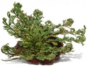 selaginella lepidophylla - vraneček, nepravá růže z Jericha