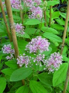 Berchemia racemosa - okoralka hroznatá