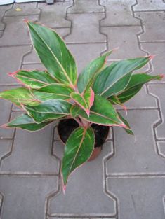 aglaonema commutatum "parambeyo"