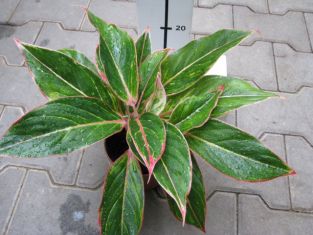 aglaonema commutatum "parambeyo"