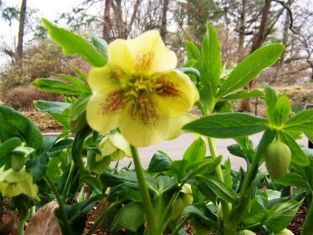 helleborus orientalis "yellow lady" - čemeřice východní