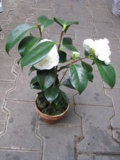 camellia japonica "chandleri elegans white" - kamélie