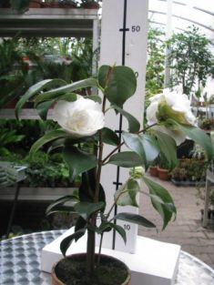 camellia japonica "chandleri elegans white" - kamélie